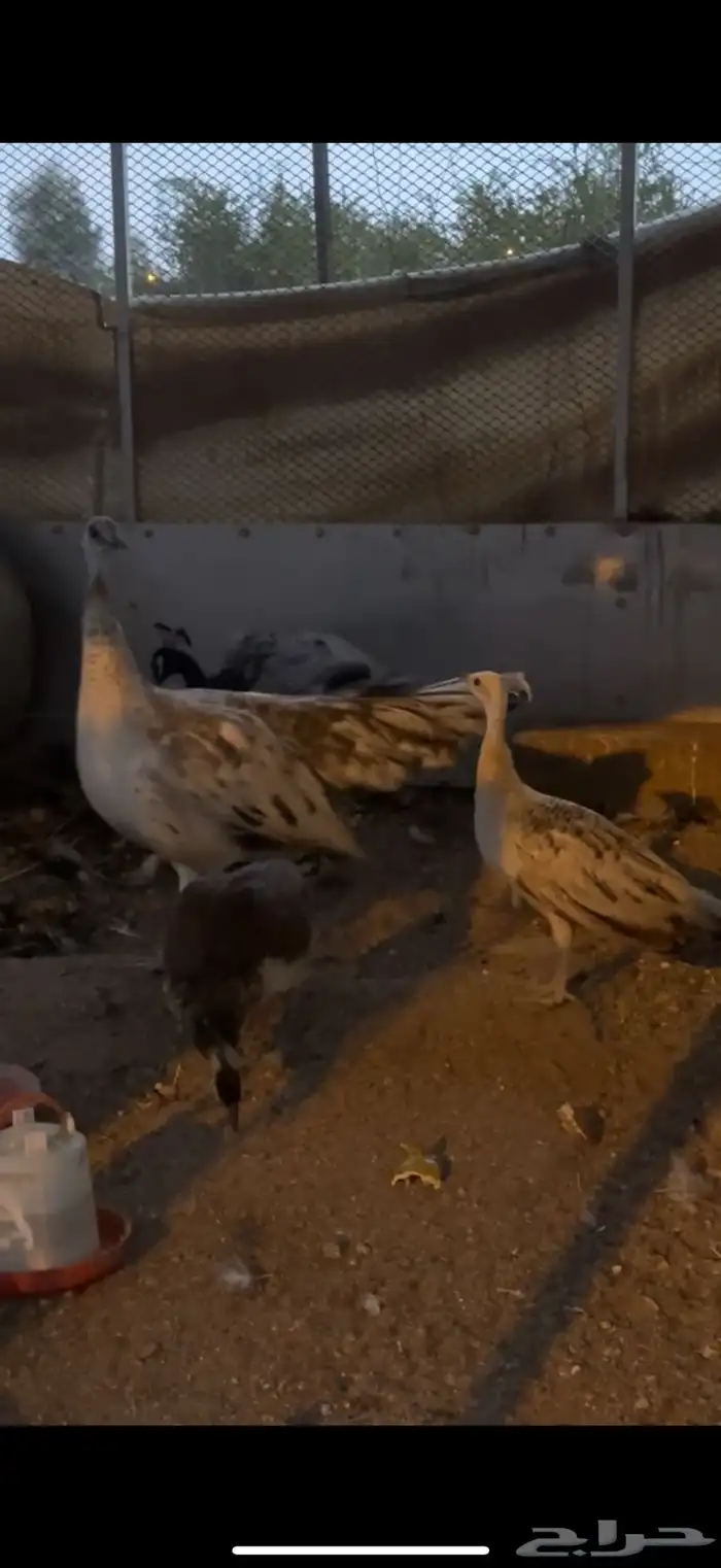 زوج طاووس منتج 2