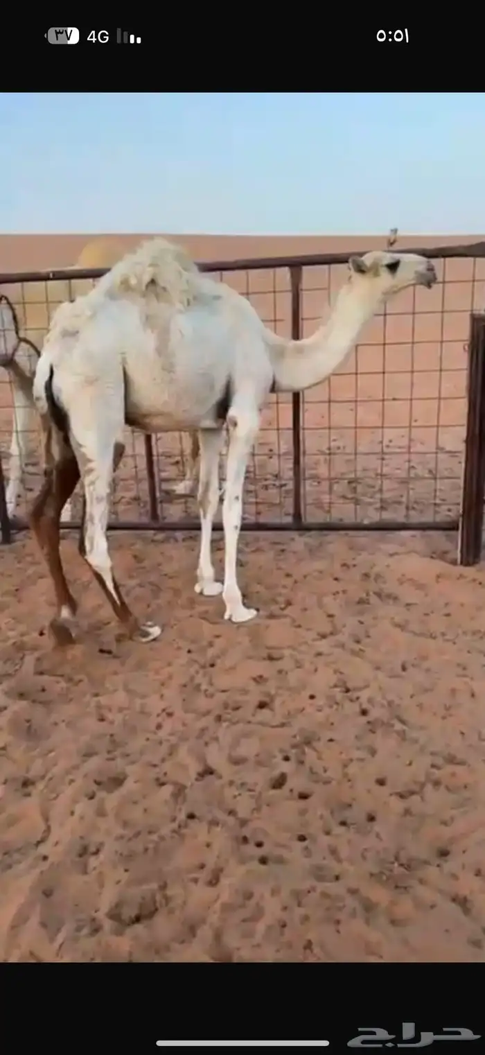 حشو فاخره 0