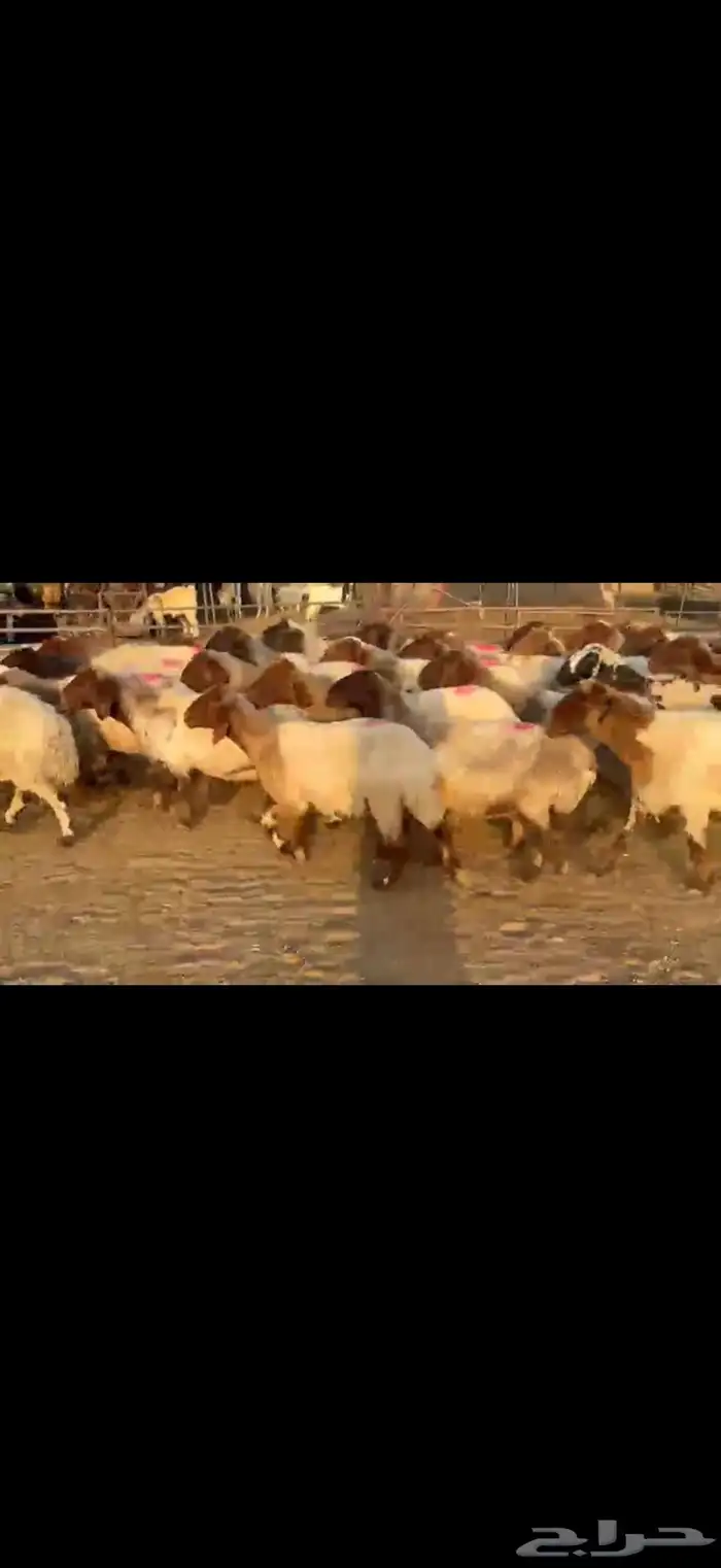 نعيم دفيع 4