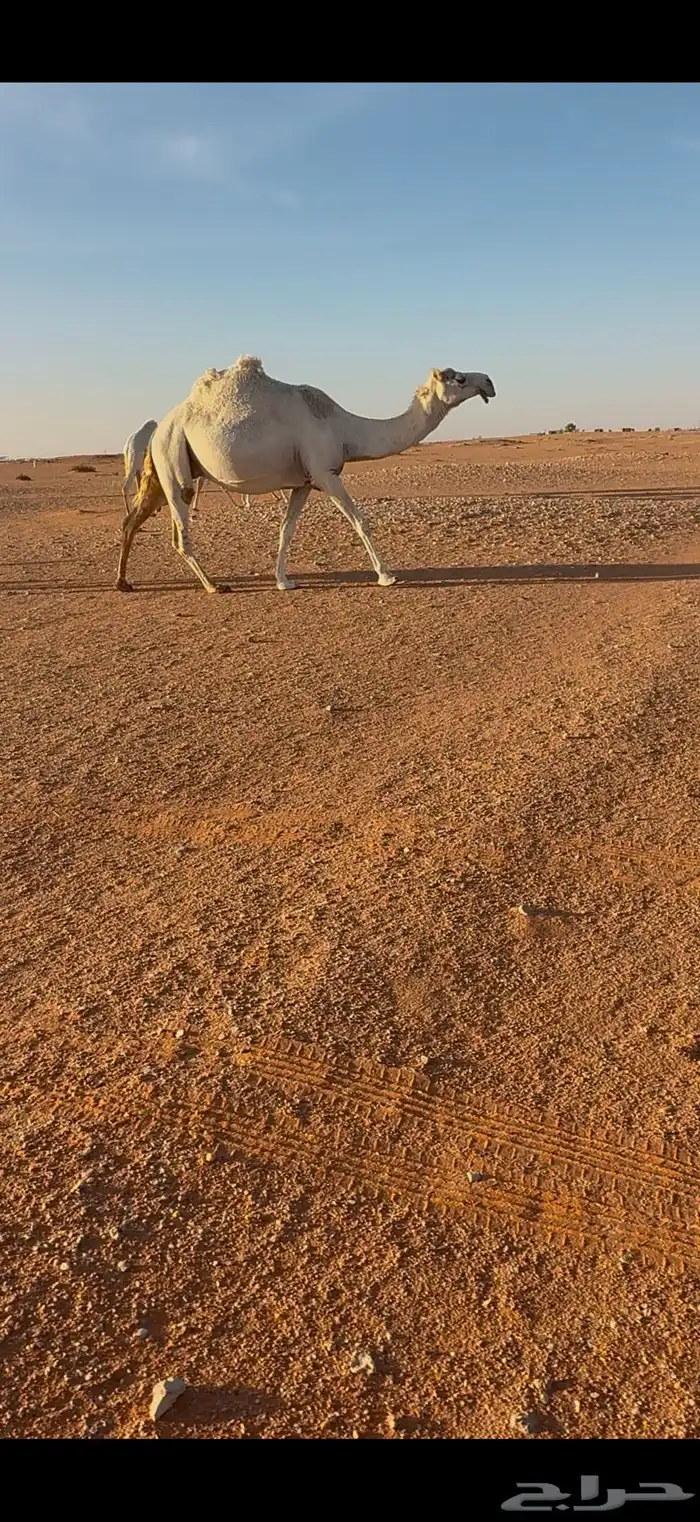 لقحات ثنتين 2