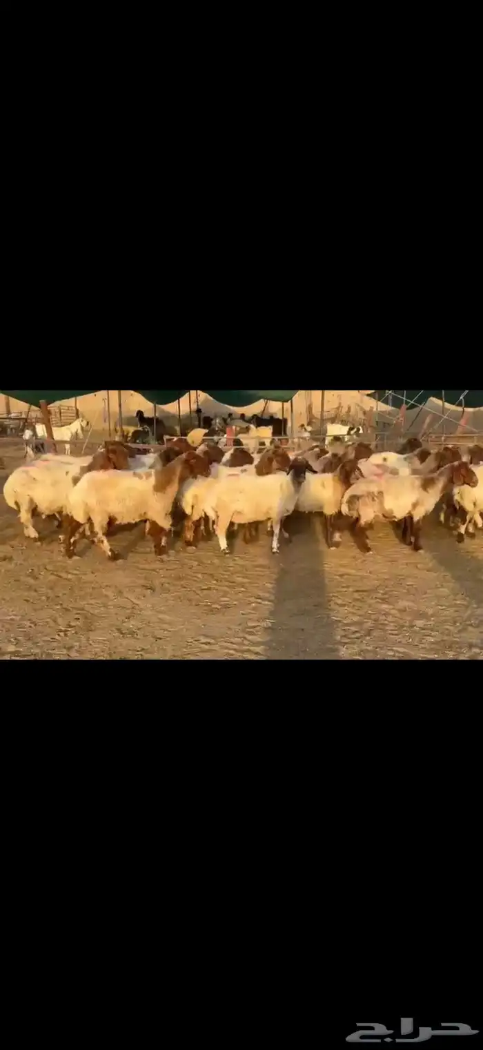 نعيم دفيع 5