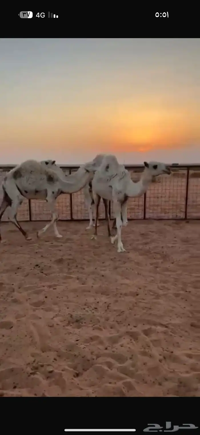 حشو فاخره 2