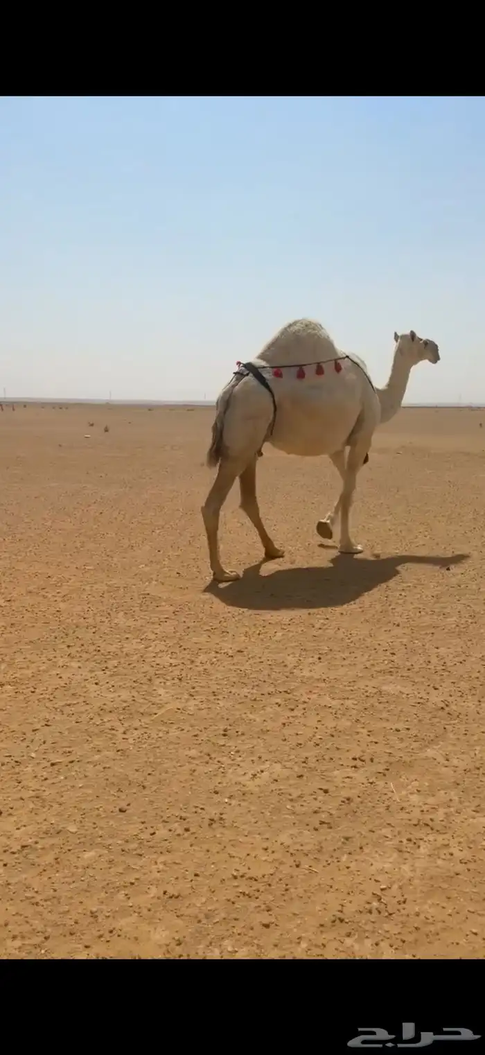 لقحات العدد 3 علا جميع الشروط 5