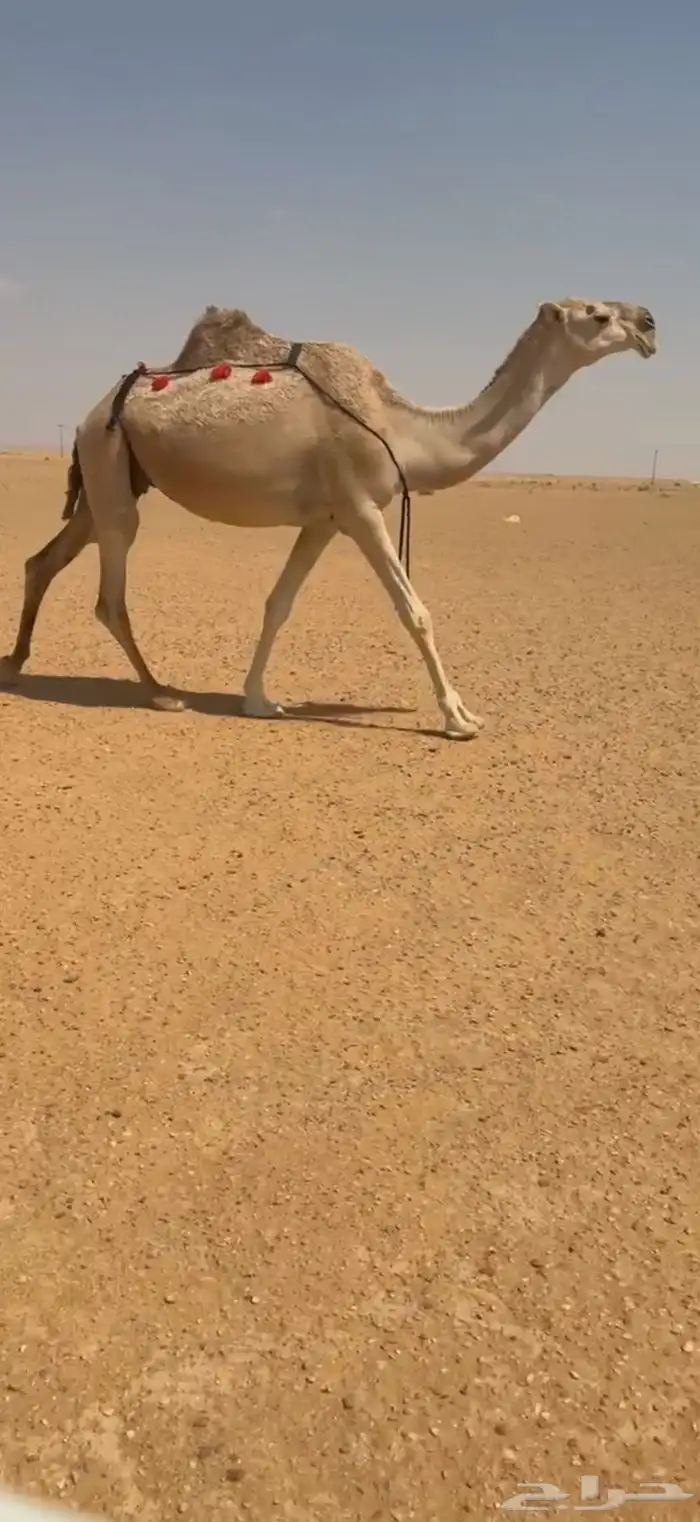 لقحات العدد 3 علا جميع الشروط 0