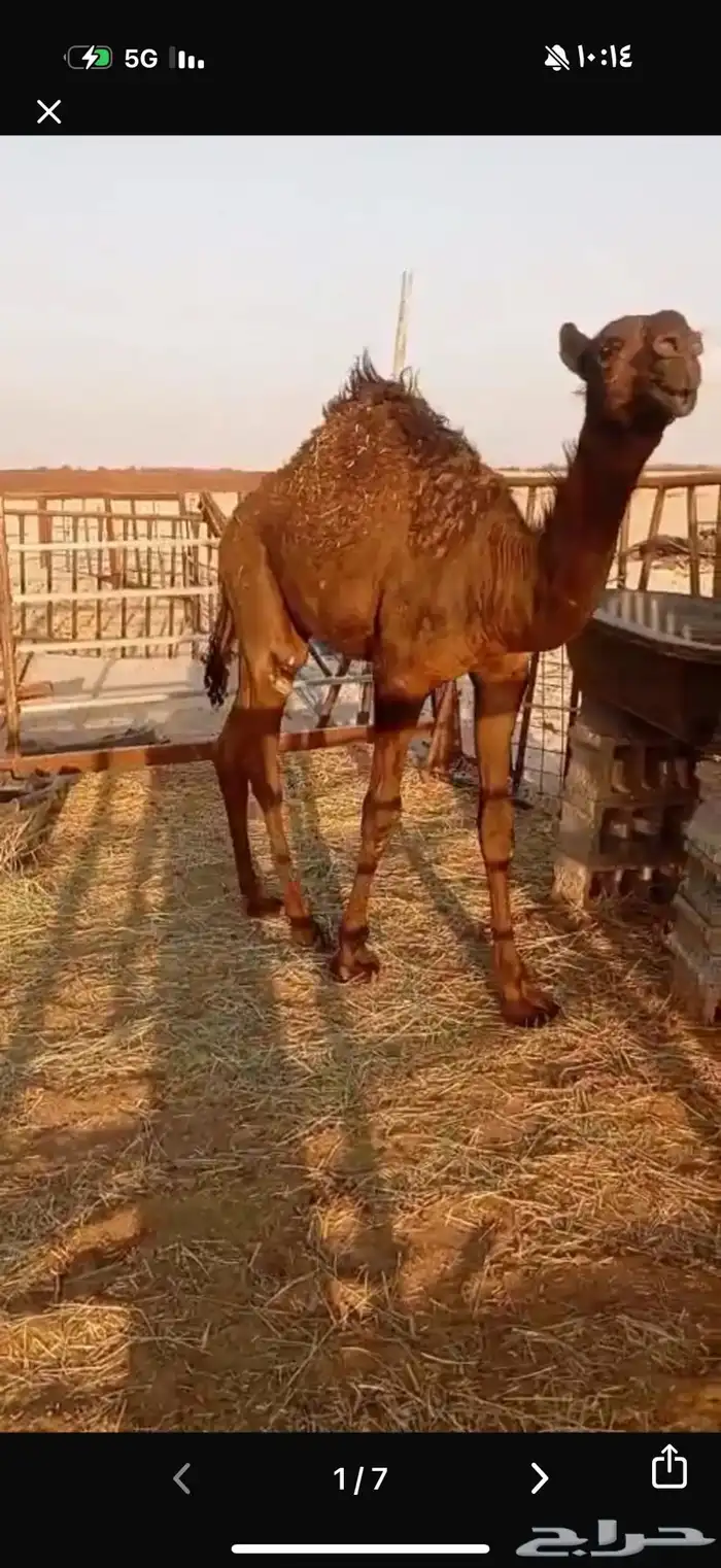 قعود 0