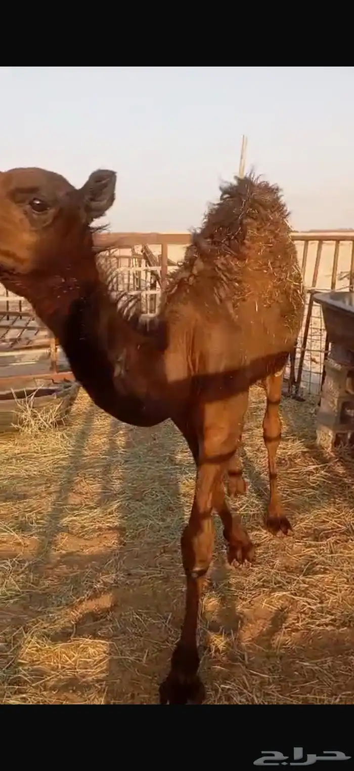 قعود 3
