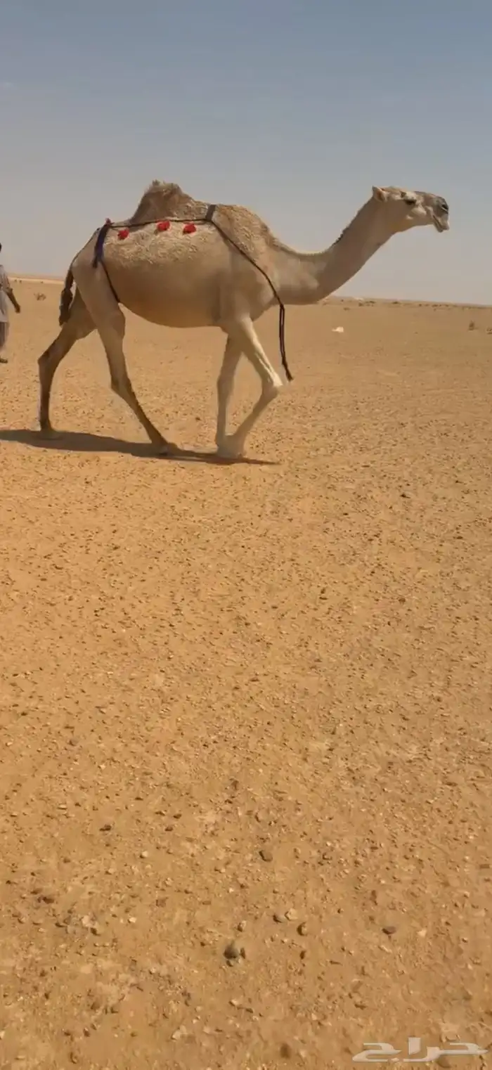 لقحات العدد 3 علا جميع الشروط 1