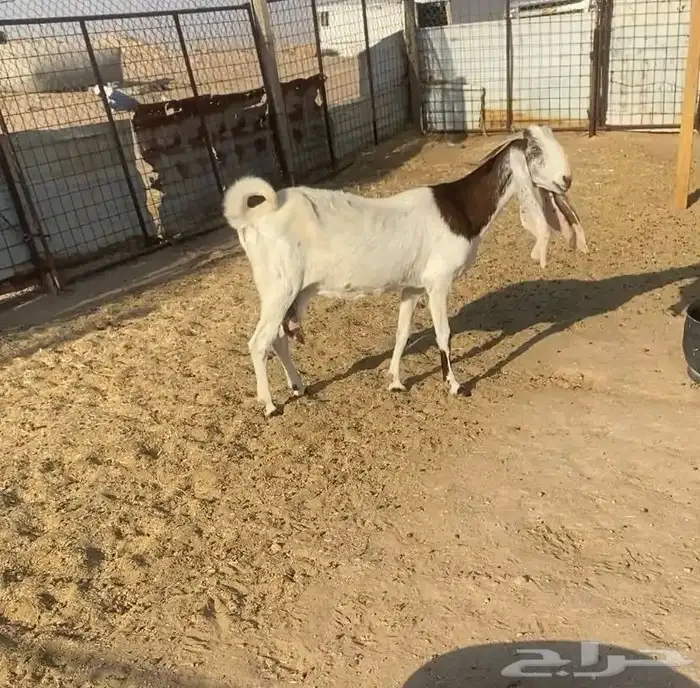 عنز مشروكة للبيع 0