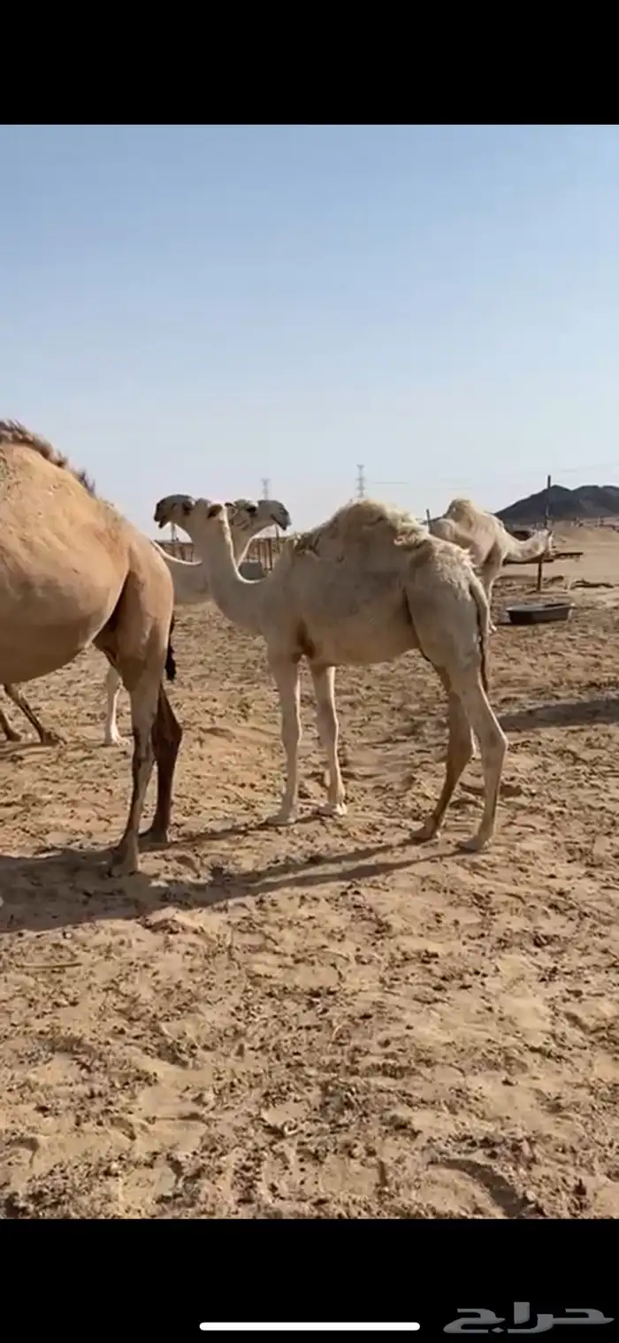 للبيع القعود الكفو الباتلي 1