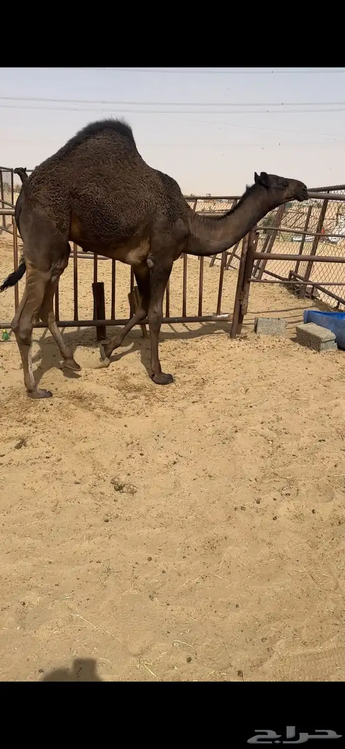 قعود كفووو للبيع رقم الجوآل 0