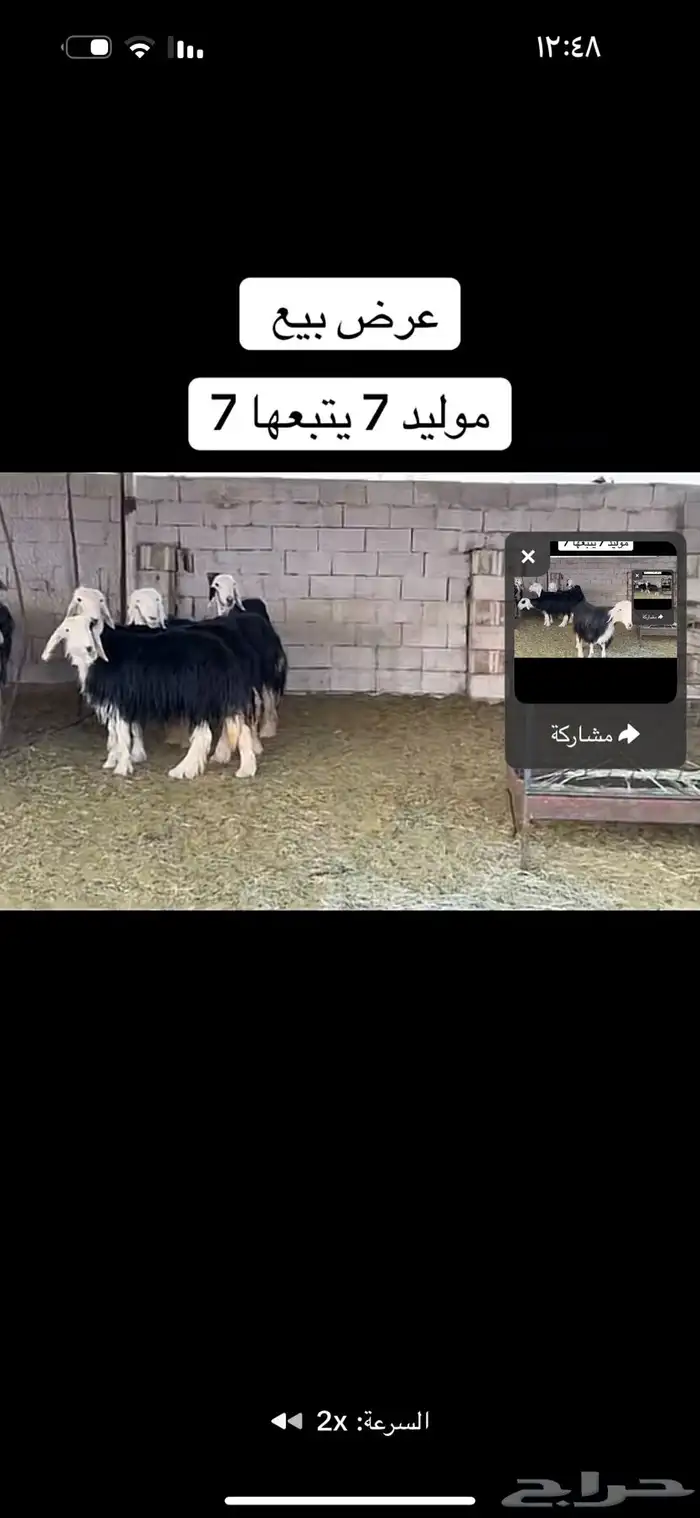 عرض بيع سبع مواليد عياله كبار 0