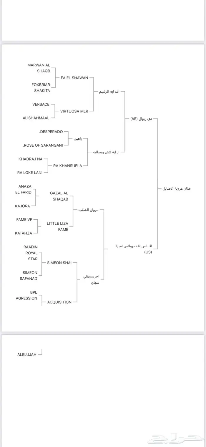 حصان واهو للبيع حفيد مروان الشقب. 0