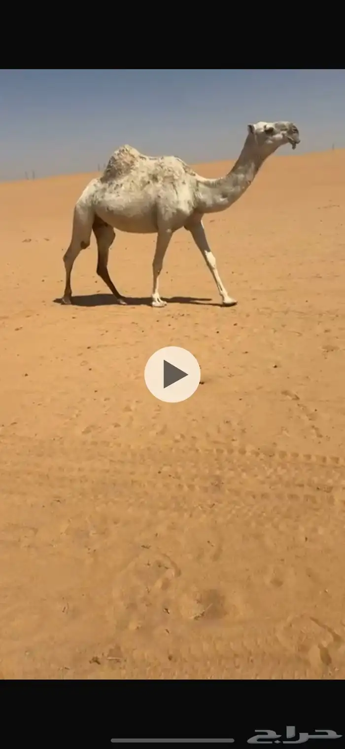 ضروبه كفوو 0