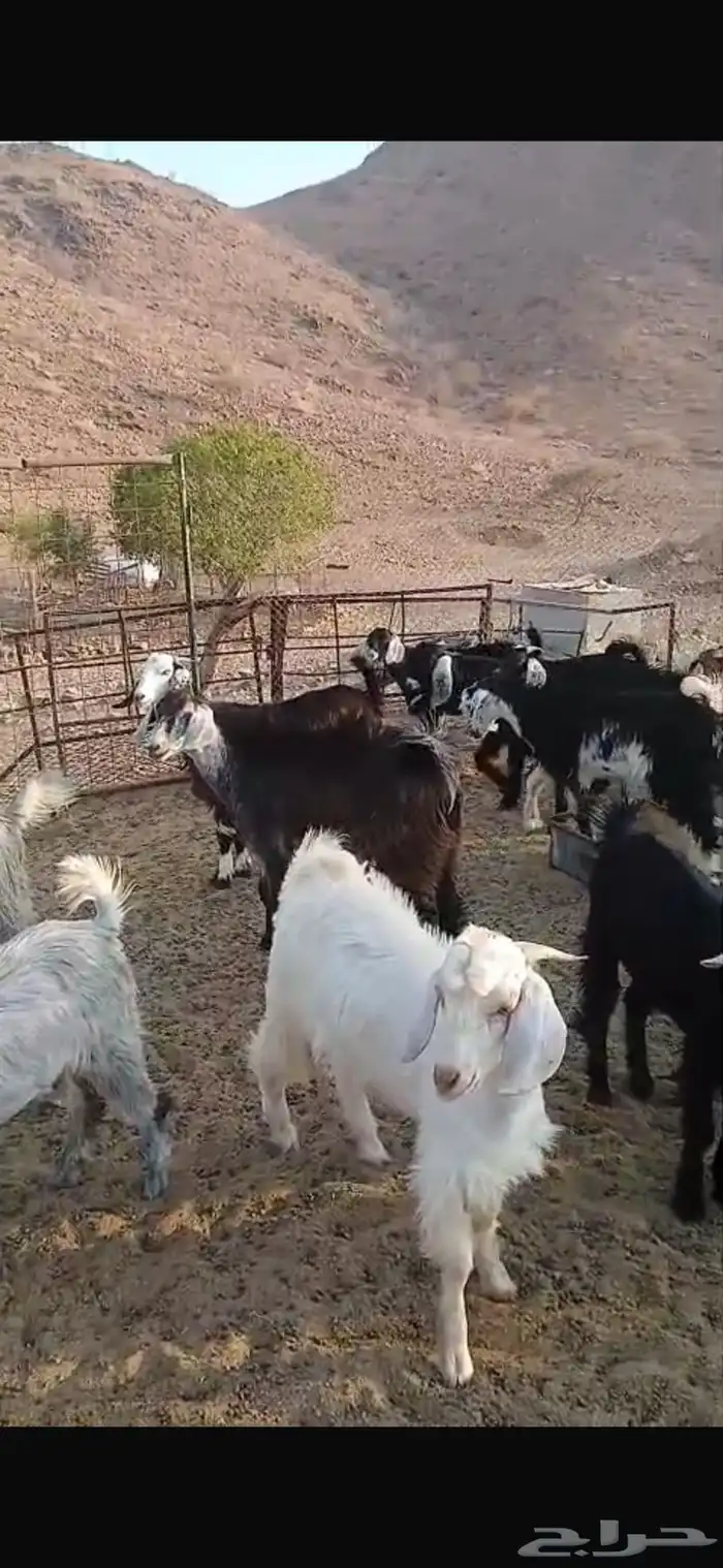 جفار وتيوس طيبه عمار5 شهور وفوق 2