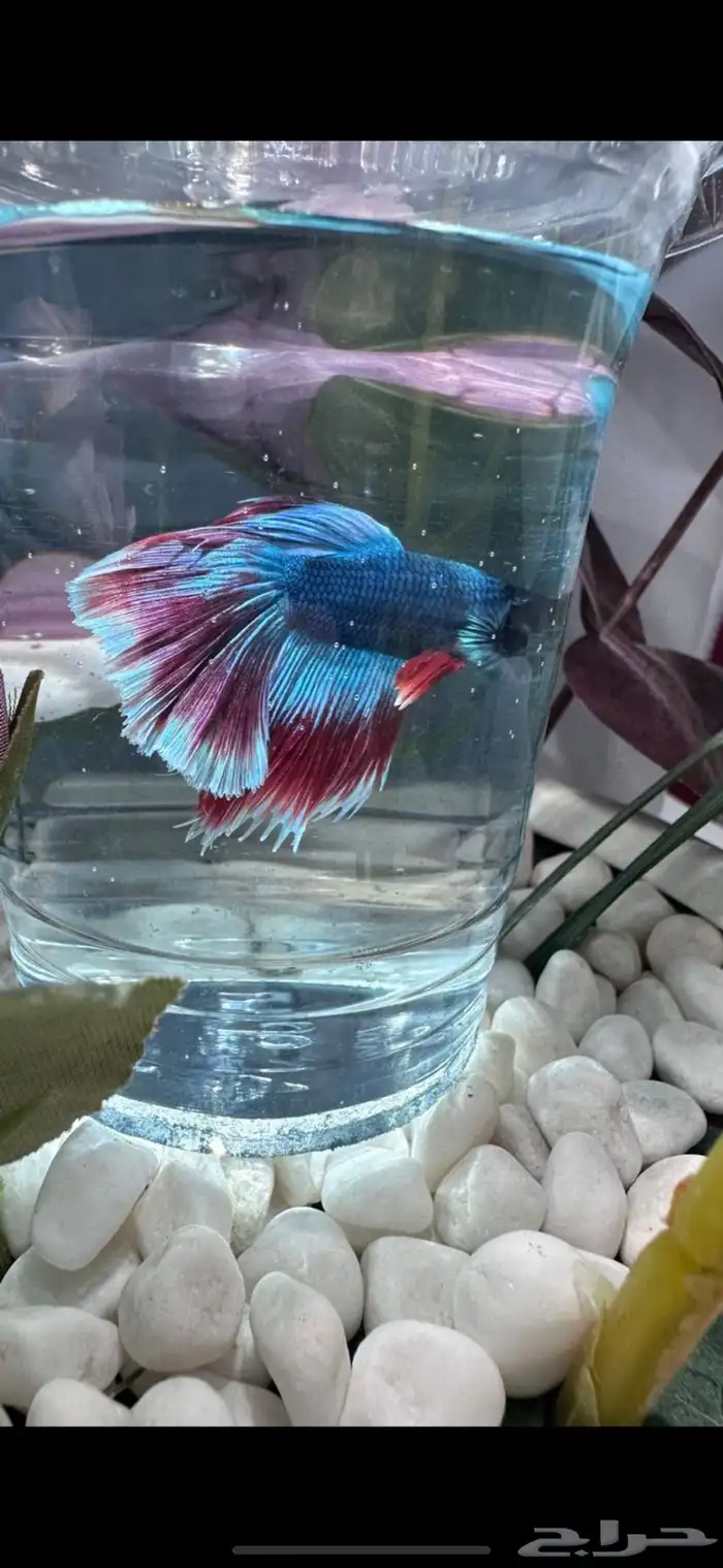 سمك فايتر يوجد توصيل عرض ب10ريال فقط 15