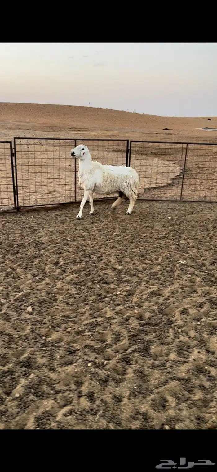 حريات حيل 0