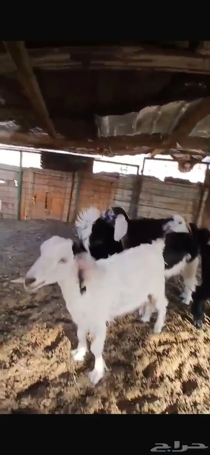 جفار وتيوس طيبه عمار5 شهور وفوق 4