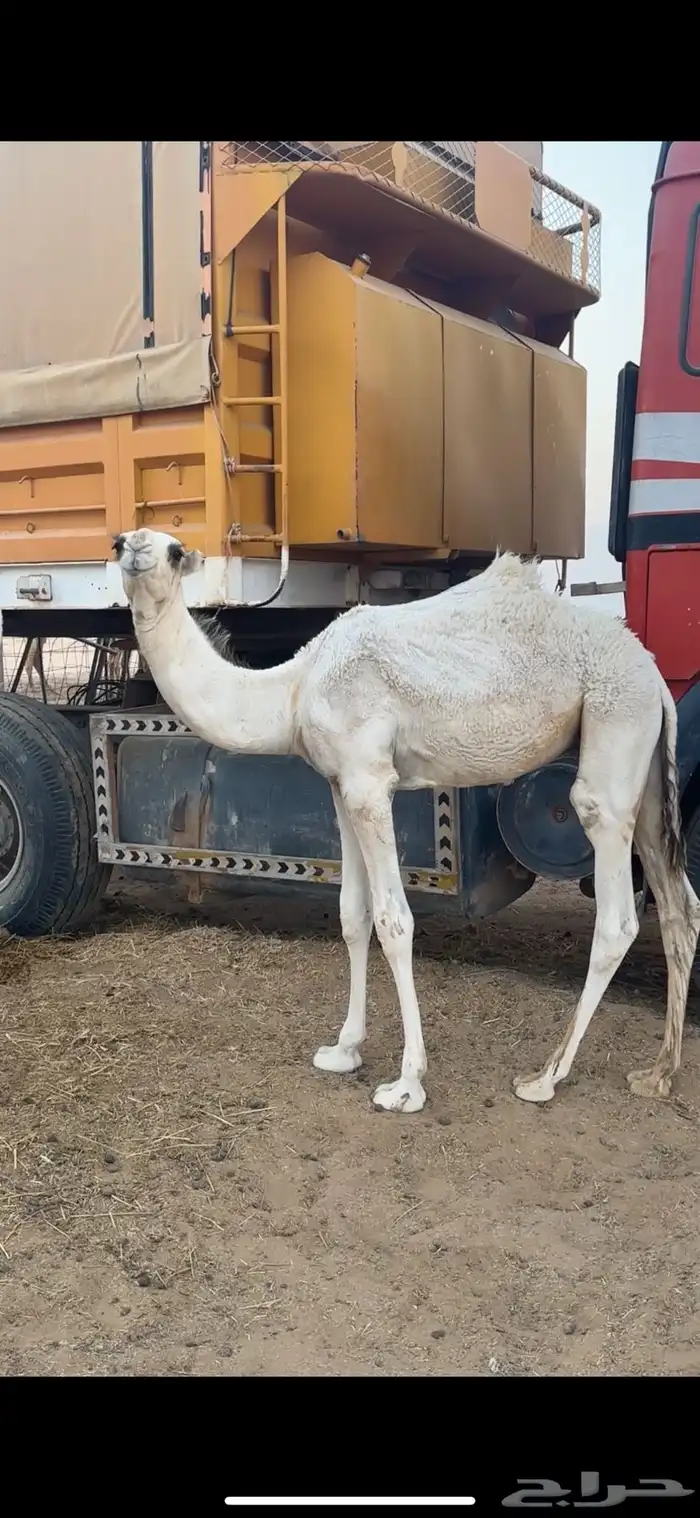 ناقه عشرا وضحى 2