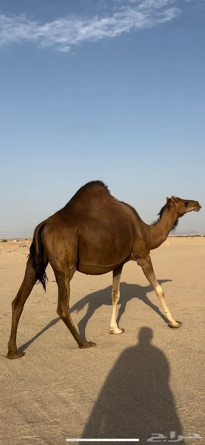 ملاقي قريب ولاد حمرا دم جرم شيخه(تم البيع) 1