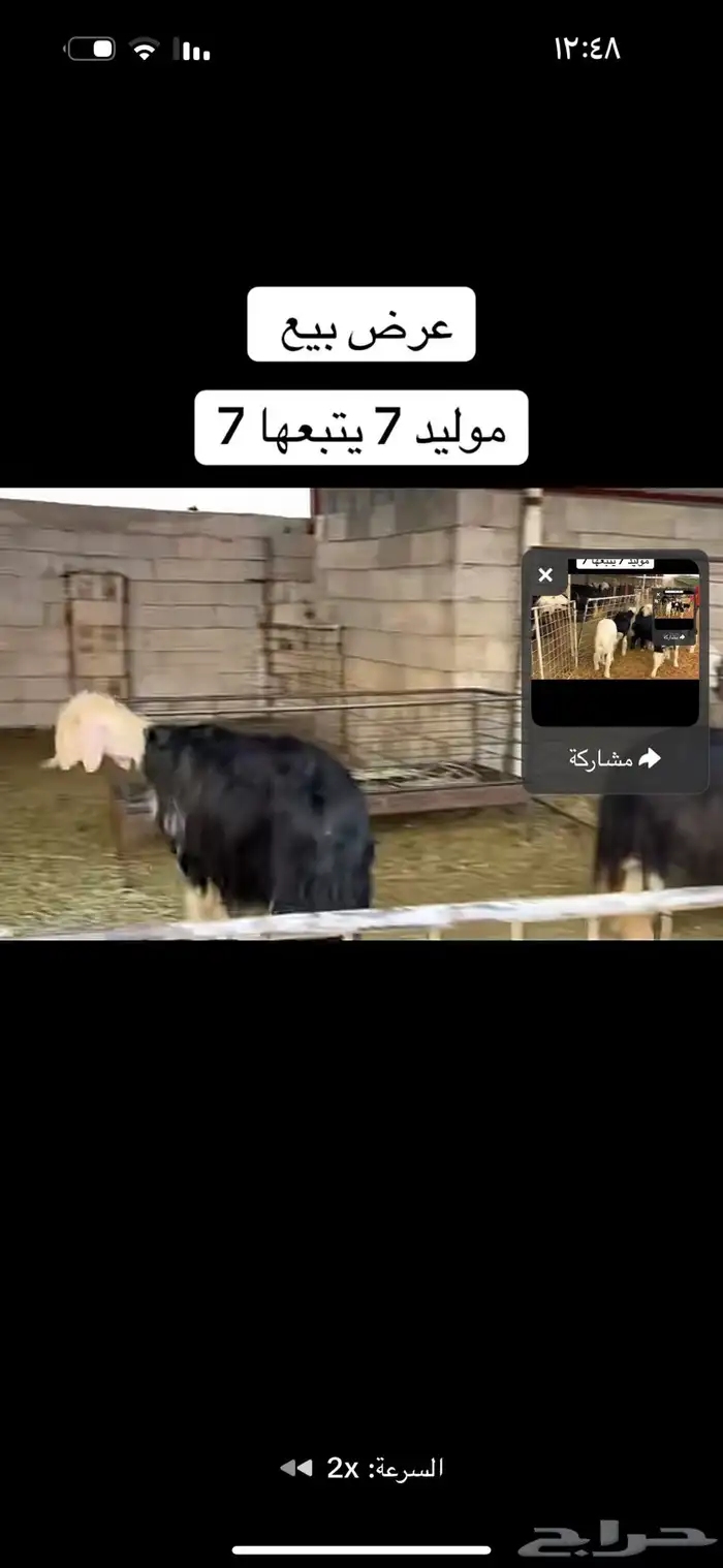 عرض بيع سبع مواليد عياله كبار 3