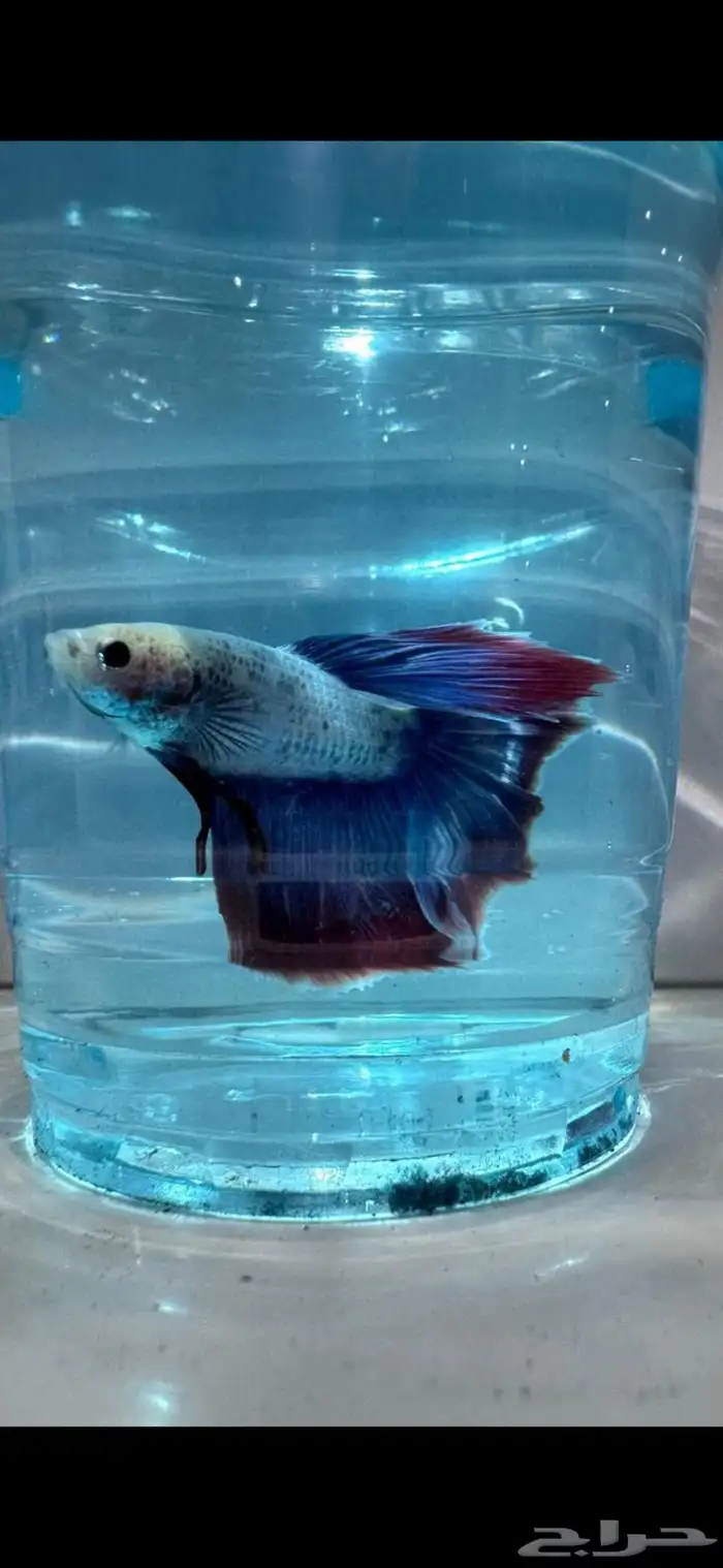 سمك فايتر يوجد توصيل عرض ب10ريال فقط 21