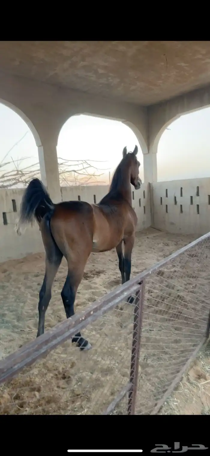 مهر شيخ 0