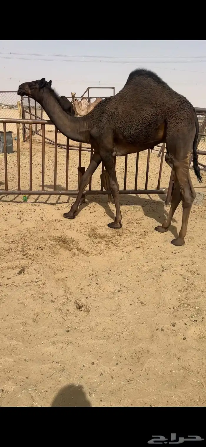 قعود كفووو للبيع رقم الجوآل 3