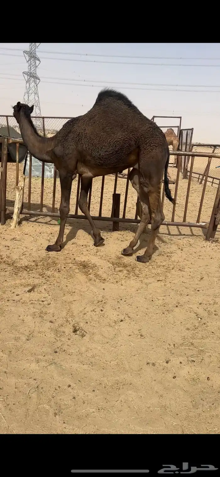قعود كفووو للبيع رقم الجوآل 1