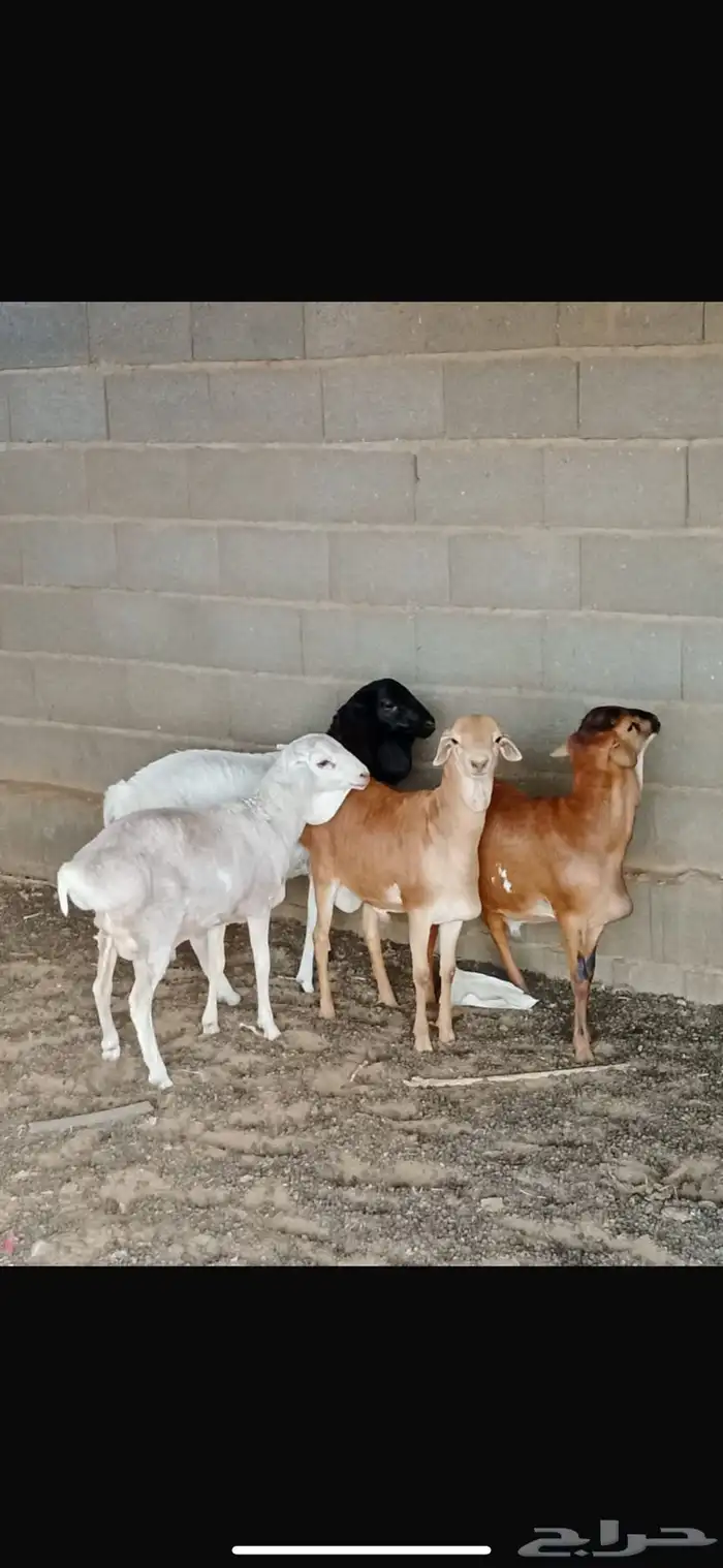 برابر مواليد الديره 3