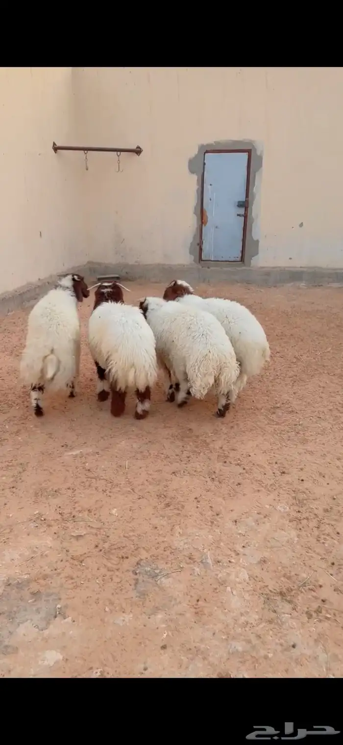طليان نعيم الريآض حي الشفآء آي مكان نوصل ذبح باقي اربعه 1
