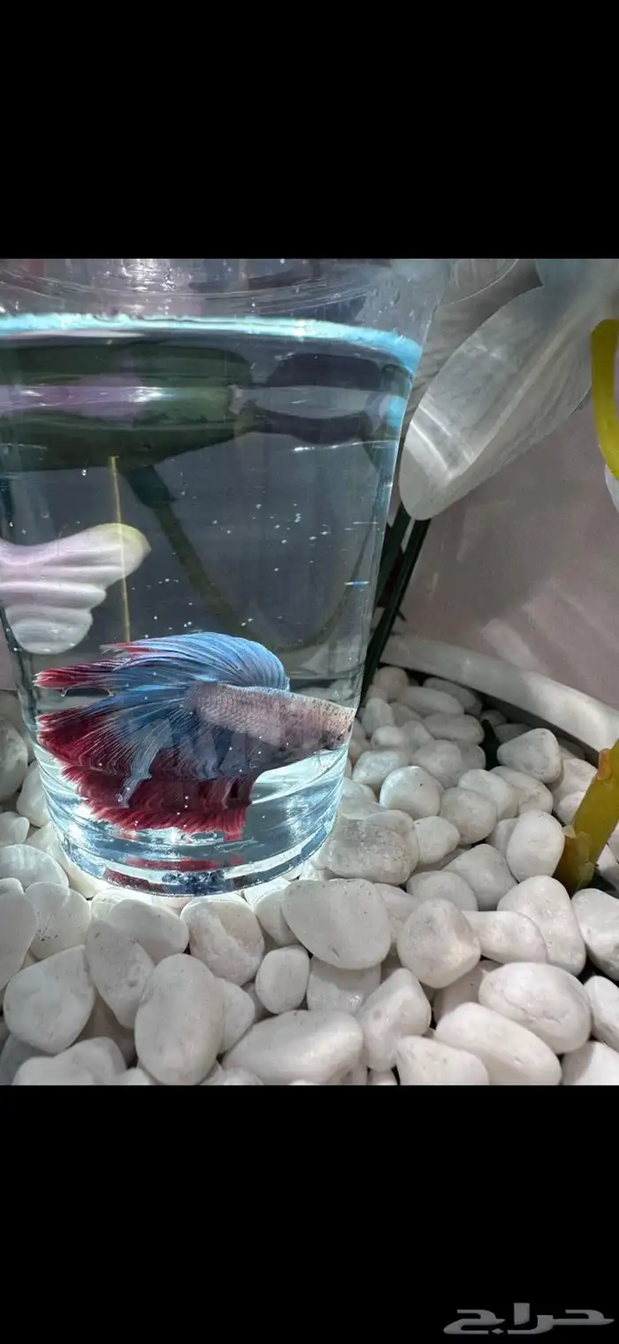 سمك فايتر يوجد توصيل عرض ب10ريال فقط 17