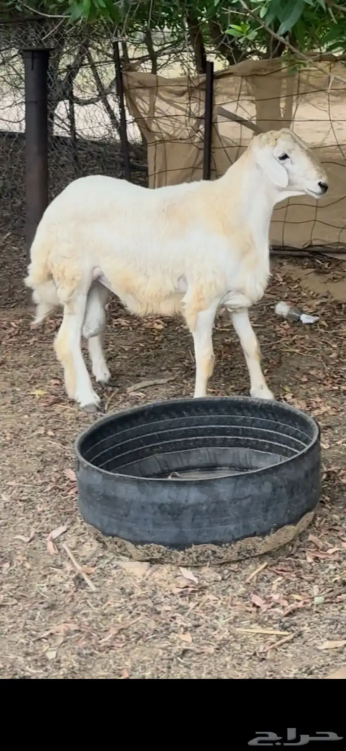 فحل حري صنف الصنف جذع 2