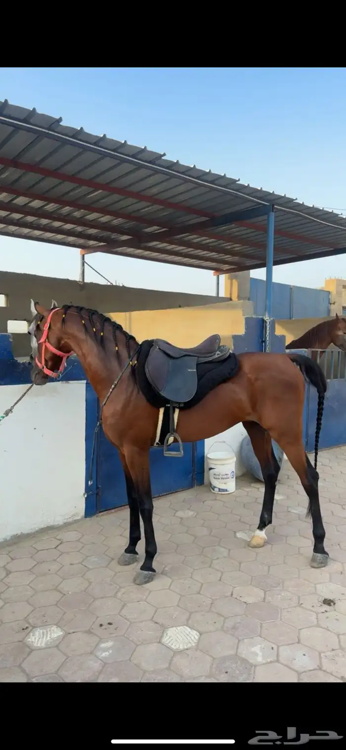 حصان كميت ورق حفيد دبليو اتش جستس 3