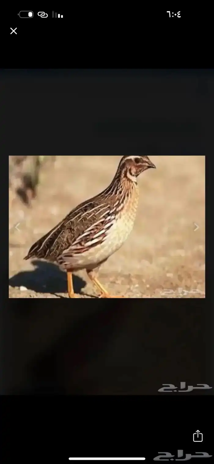 سمان شحم 0
