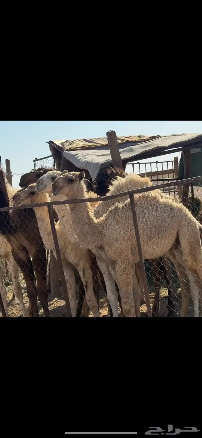 باتلي اشقح 1