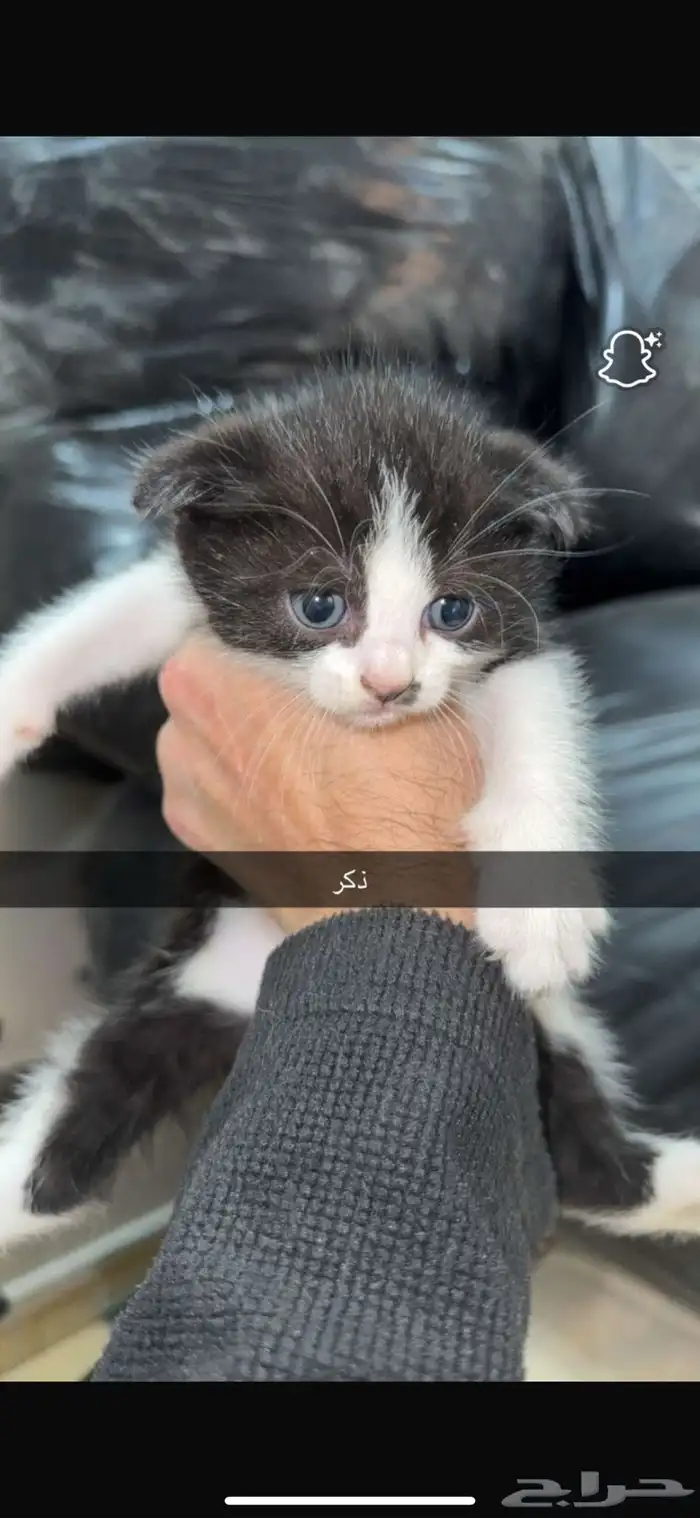 قطط للتبني 4