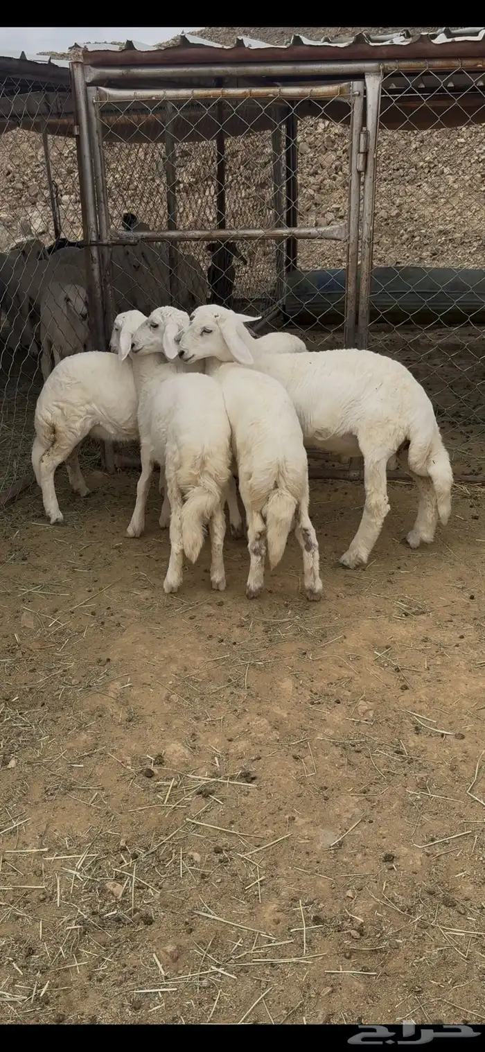 بهم كفو ومسكت 3