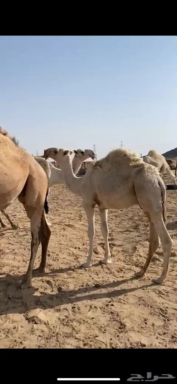 للبيع القعود الكفو الباتلي 0