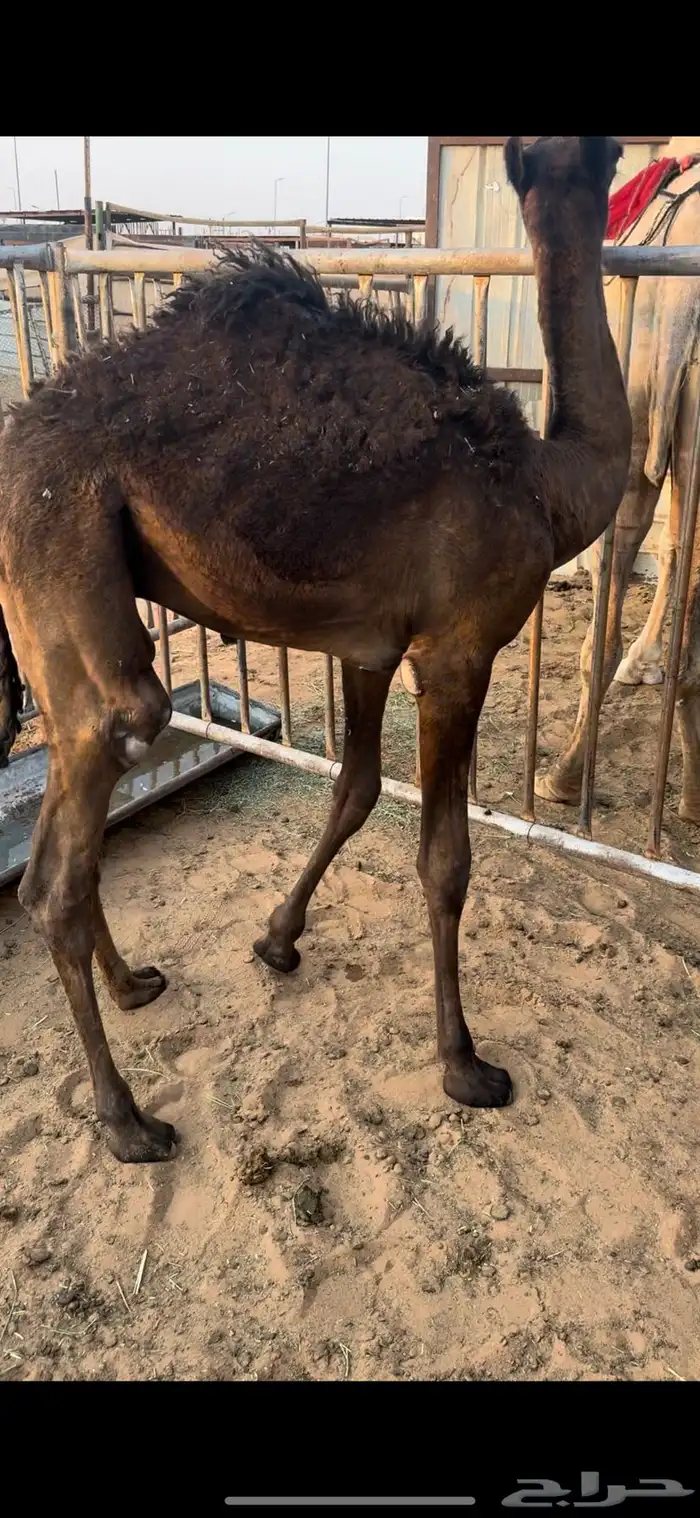 قعود تربيه مجهم 0