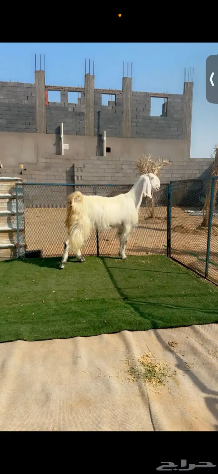 عنز مصري ع شامي جما خصممم 2