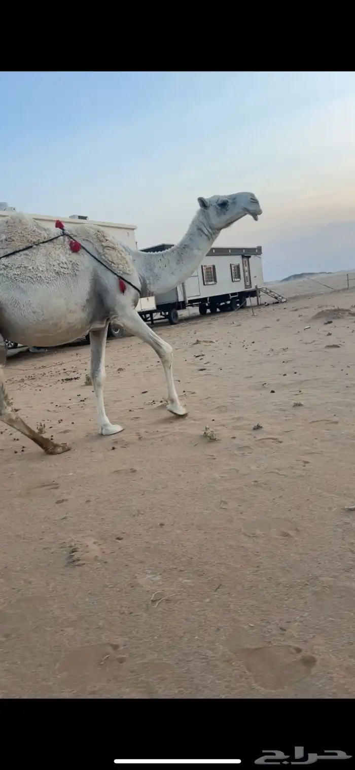 ناقه عشرا وضحى 1