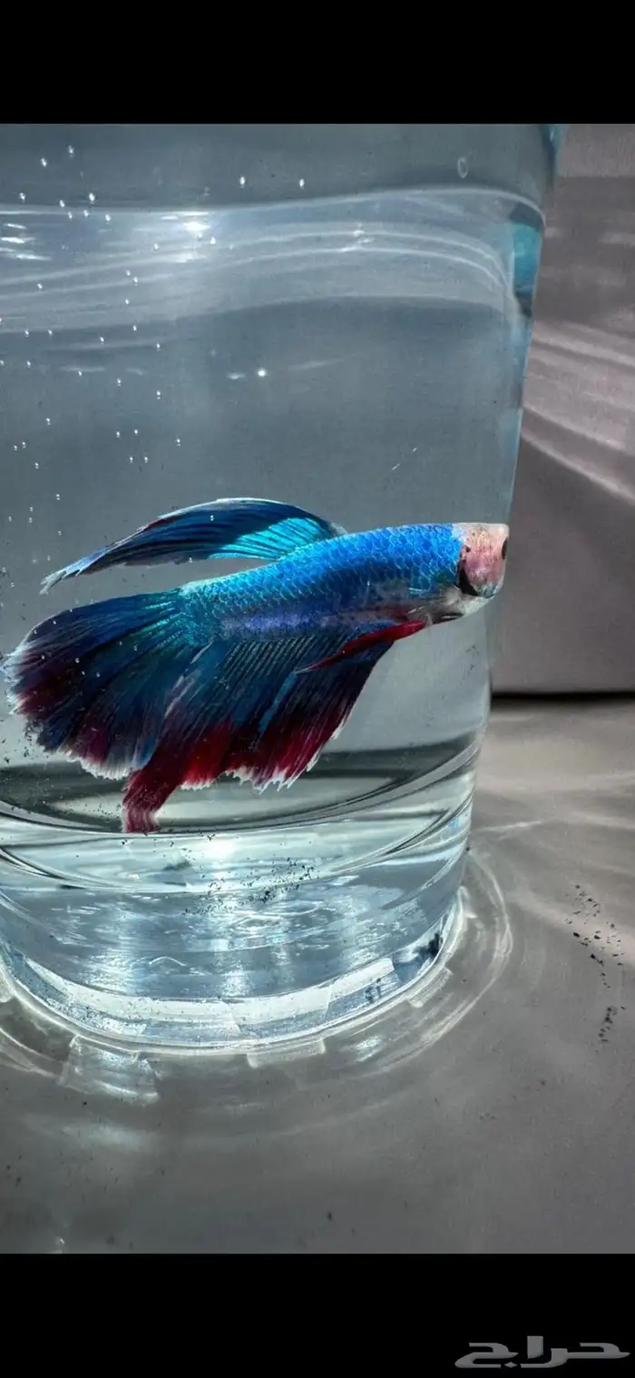 سمك فايتر يوجد توصيل عرض ب10ريال فقط 18