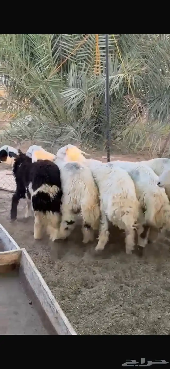 خرفان حريات 1