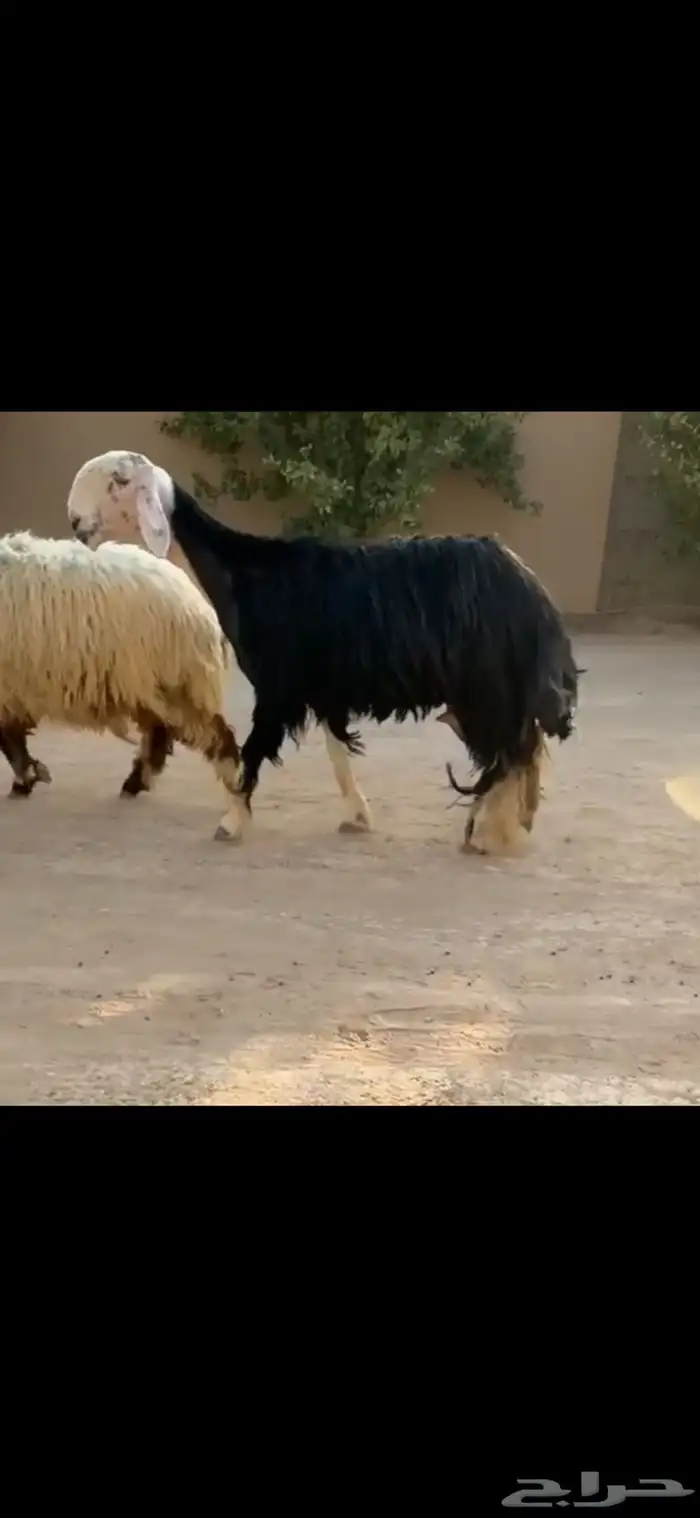 شاه نجديه كفو ( تم البيع ) 0