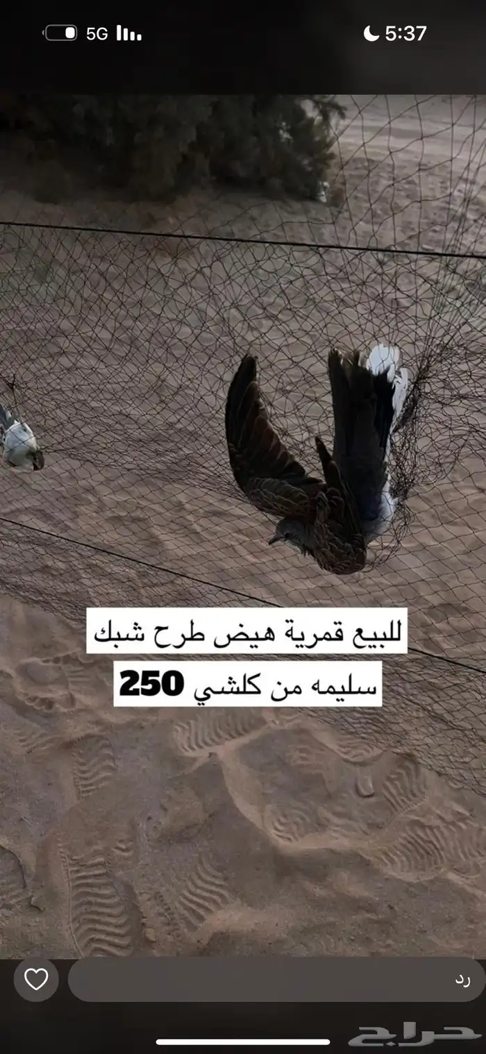 قمري هيض الموقع القريات 0