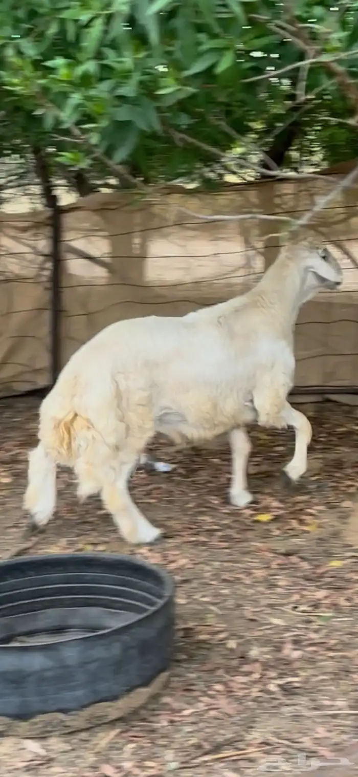 فحل حري صنف الصنف جذع 3