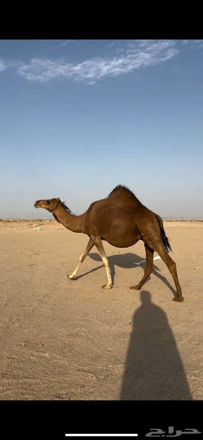ملاقي قريب ولاد حمرا دم جرم شيخه(تم البيع) 3