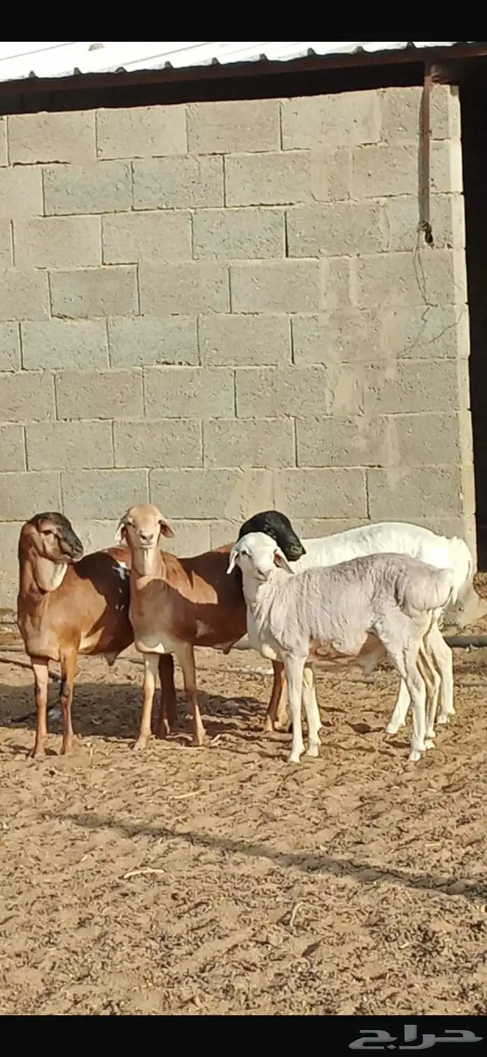برابر مواليد الديره 1