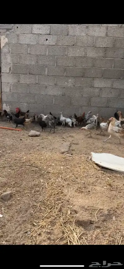 دجاج للبيع 0