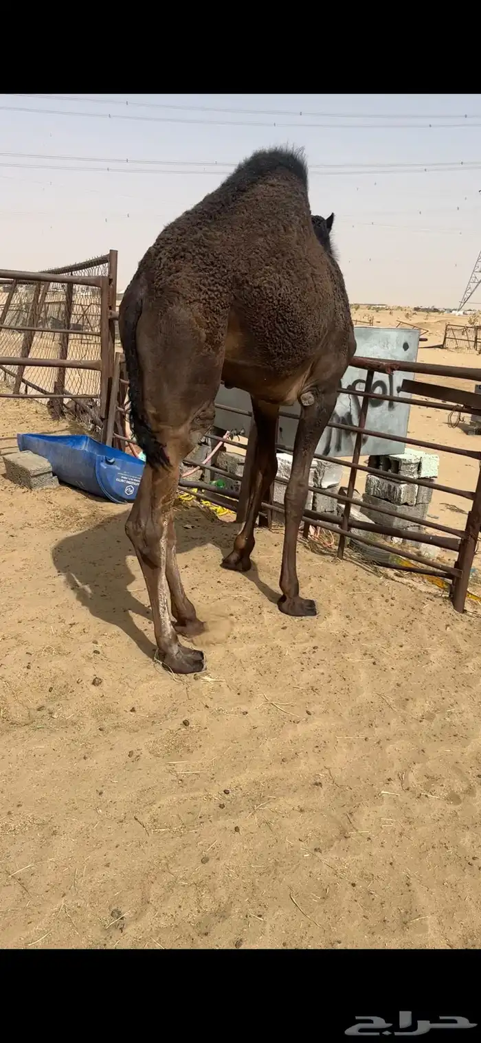 قعود كفووو للبيع رقم الجوآل 2